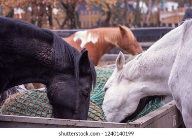 Slow Feeder Images Stock Photos Vectors Shutterstock