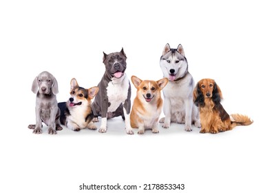 group of different dog breeds