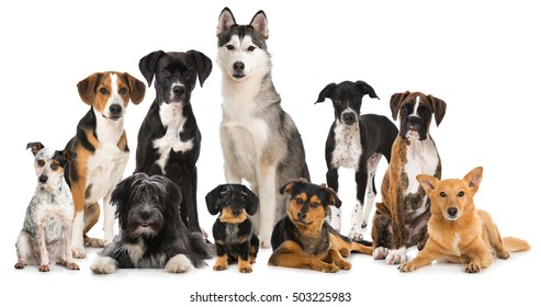 Group Of Different Dogs