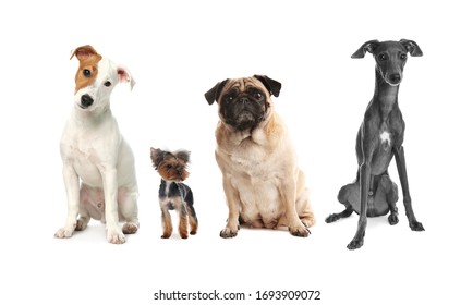 Group Different Dogs On White Background Stock Photo 1693909072 ...