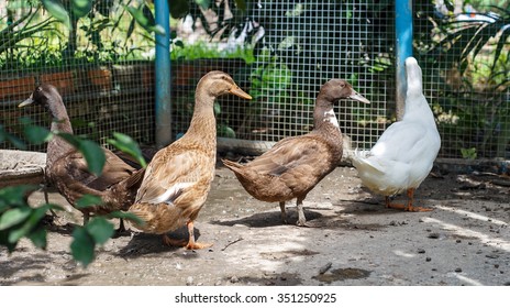 Group Of Different Ducks - Pekin Duck And Egg Duck