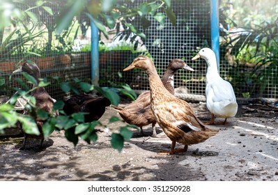 Group Of Different Ducks - Pekin Duck And Egg Duck