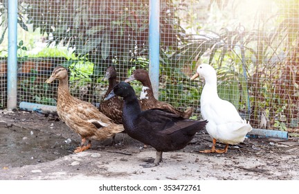 Group Of Different Ducks - Pekin Duck And Egg Duck