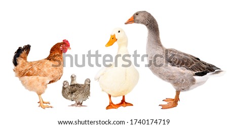 Group of different farm birds isolated on white background