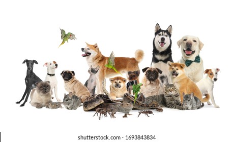 Group Of Different Pets On White Background