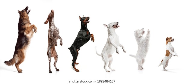 Group of different purebred dogs, pets, big and little sitting isolated over white studio background. Collage. Concept of care, friendship, domestic animals, love. action, movement. Copy space for ad.