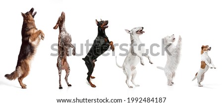 Group of different purebred dogs, pets, big and little sitting isolated over white studio background. Collage. Concept of care, friendship, domestic animals, love. action, movement. Copy space for ad.