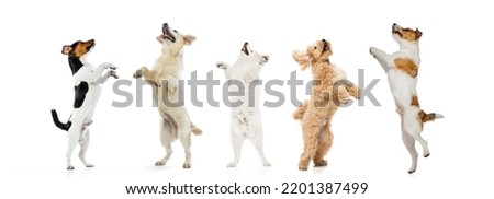 Group of different purebred dogs standing, jumping, looking up isolated over white studio background. Composite image. Flyer for ad