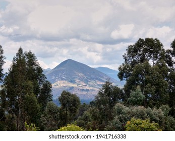 Group of different trees in front of a big mountain