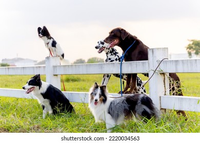 Group of different type dogs stand  near garden fence as line formation and look forward with sun light and grass field.