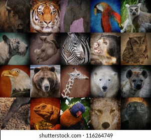 A group of different wild animal faces in a square background. The creatures range from a tiger, elephant, giraffe, buffalo to birds, lizards and polar bears. Use it for a conservation or zoo concept.