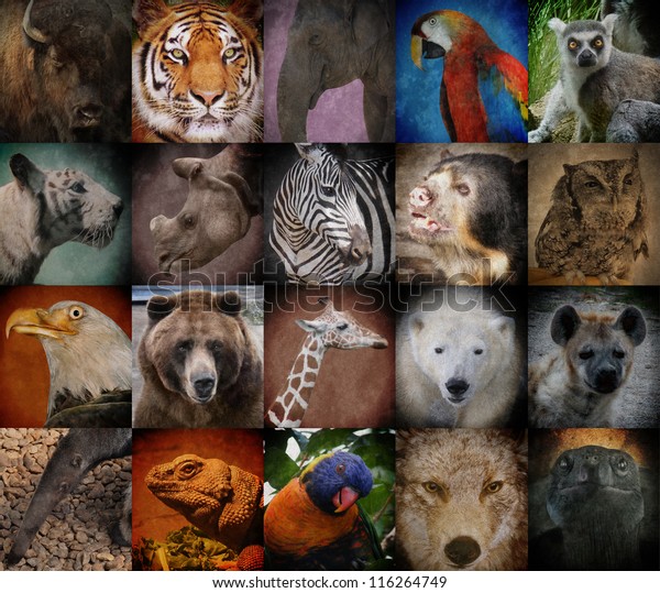 A group of different wild animal faces in a\
square background. The creatures range from a tiger, elephant,\
giraffe, buffalo to birds, lizards and polar bears. Use it for a\
conservation or zoo concept.