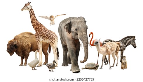 Group of different wild animals on white background, collage - Shutterstock ID 2255427735