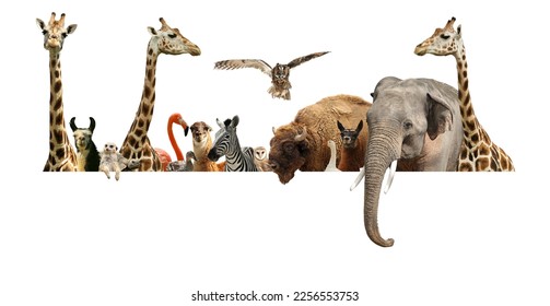Group of different wild animals standing behind banner on white background, collage
