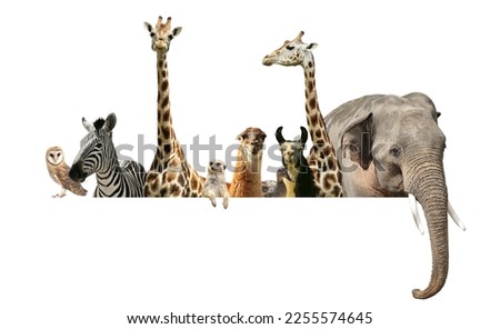 Group of different wild animals standing behind banner on white background, collage