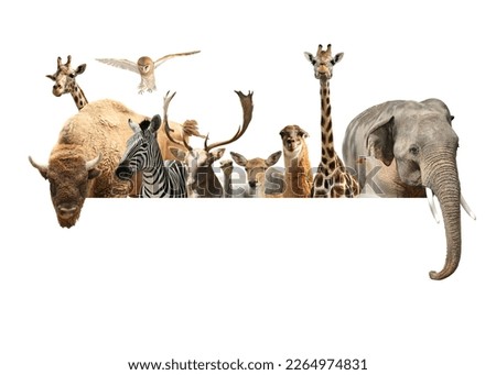 Group of different wild animals standing behind banner on white background, collage