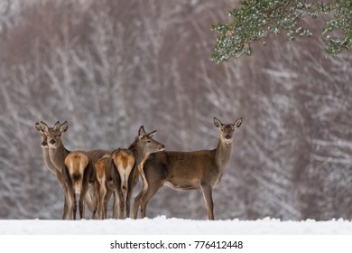 Group Of Different-Aged Red  Deer ( Cervus Elaphus ) At Snow-Covered Winter Field Against A Birch Forest Background.Female Red Deer (Cervidae ) Stand Next The Winter Forest. Belarus Republic. Reindeer