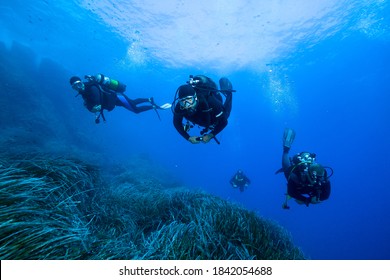 Group Of Divers Explore Seagrass Field In The Sea.