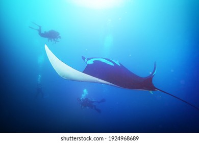 Group Of Divers On Background Observer Huge Beautiful Manta Ray Swimming In The Ocean