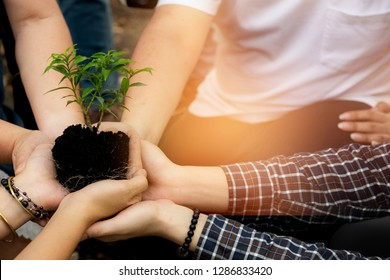 Group Of Diverse People Care And Responsibility Idea As A Cooperation Through Social Diversity Nurturing A Sapling Tree.