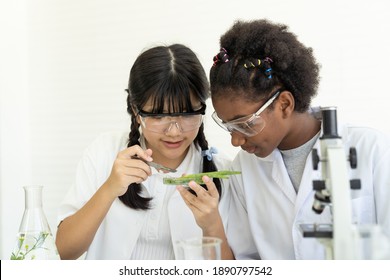 Group Of Diversity Children Scientists Learning And Doing Analysis For Germs With Glassware And Microscope In The Laboratory. Education. Early Development Of Children. Research And Development Concept