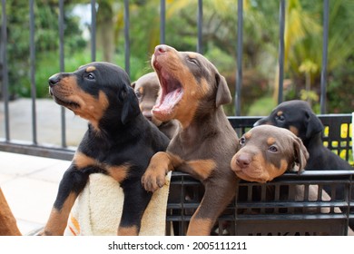 Group of doberman dog puppies sitting in a basket outdoors