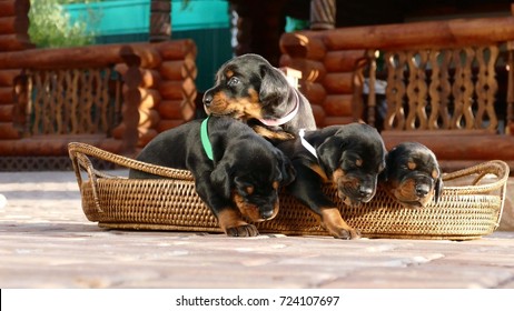 Group of doberman puppies in basket, outdoors