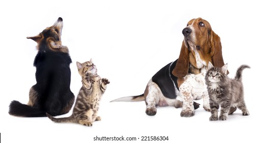 group of dog  kitten  and standing on hind legs, kitten looking up - Shutterstock ID 221586304