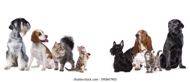 Group Of Dog  Kitten  And Standing On Hind Legs, Kitten Looking Up