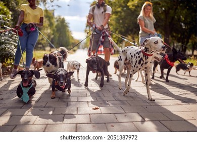 Group of dog walkers working together outside with dogs