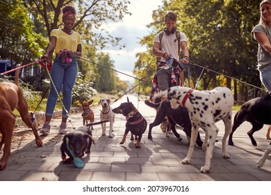 Group of dog walking on leash with three professional dog walker on the street