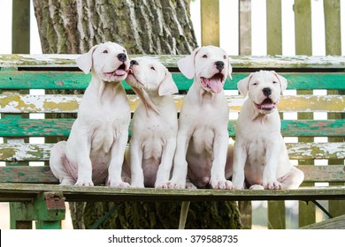 Group Of Dogo Argentino Puppy