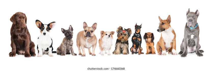 group of dogs 