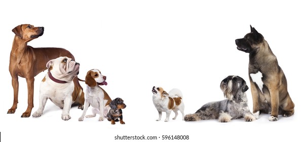 Group of dogs 