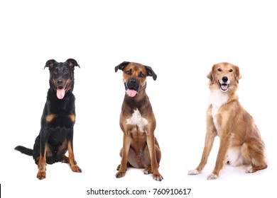 Group of dogs - Shutterstock ID 760910617