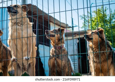 Group Of Dogs In Animal Shelter. Homeless Eating Dogs In A Shelter Cage Kennel Dogs Locked. Waiting For Adoption