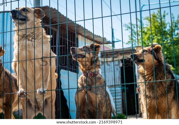 Group of dogs in\
animal shelter. Homeless eating dogs in a shelter cage Kennel dogs\
locked. Waiting for\
adoption