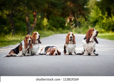 group of dogs basset hound sitting on the road