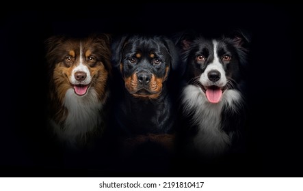 Group Of Dogs, Border Collie And Rottweiler, Panting Together On A Black Background