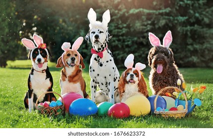 A Group Of Dogs With Bunny Ears Headbands At The Easter Party