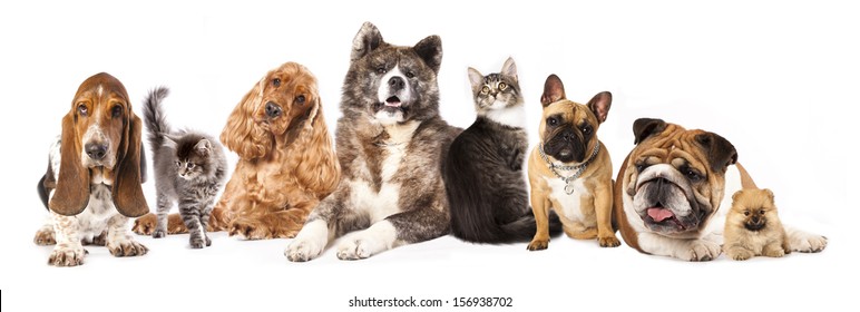Group Of Dogs And Cat Different Breeds, Cat And Dog
