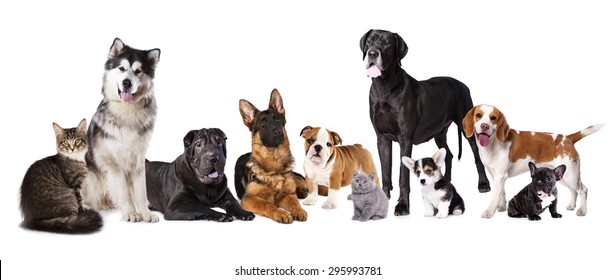 Group Of Dogs And Cats