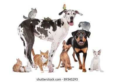 Group of Dogs, cats, birds,mammals and reptiles in front of a white background
