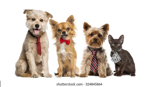 Group Of Dogs And Cats In Front Of A White Background