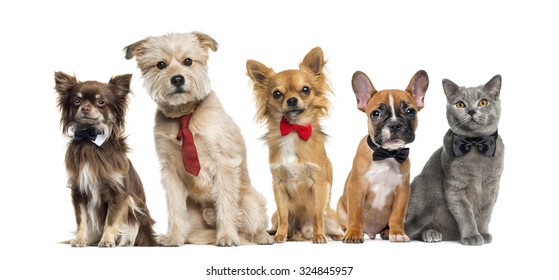 Group Of Dogs And Cats In Front Of A White Background