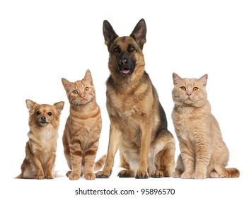 Group Of Dogs And Cats Sitting In Front Of White Background