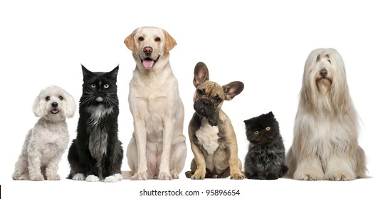 Group of dogs and cats sitting in front of white background