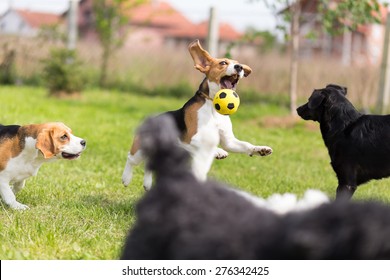 Group Of Dogs Chasing A Ball