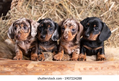 group Dogs dachshunds, puppies of small rabbit dachshunds of different colors, marbled color