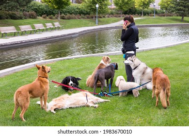 Group Of Dogs Of Different Breeds Waiting In Park For Their Young Female Dog Walker To Finish Her Phone Call, Montreal, Quebec, Canada